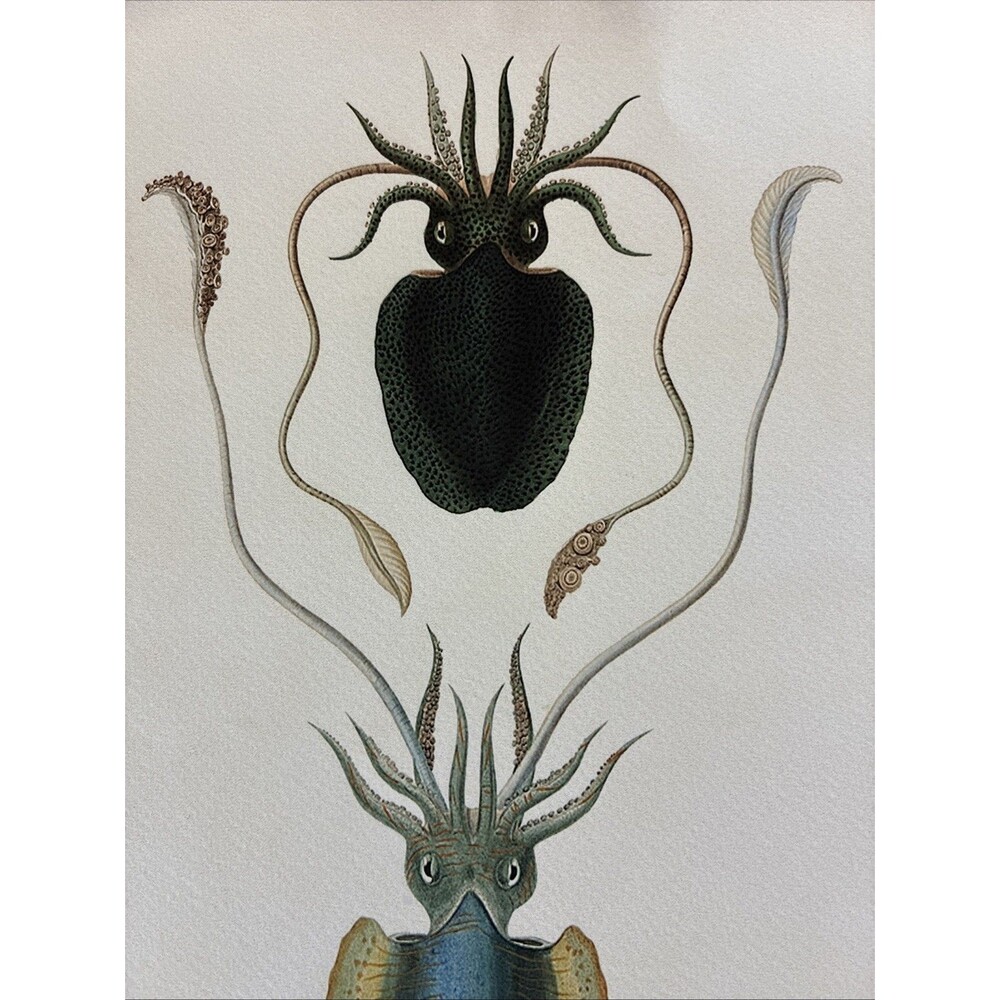 “Mollesques” Print Of Mollusks On Cream Cardstock 8x12” Squid/ Octopus